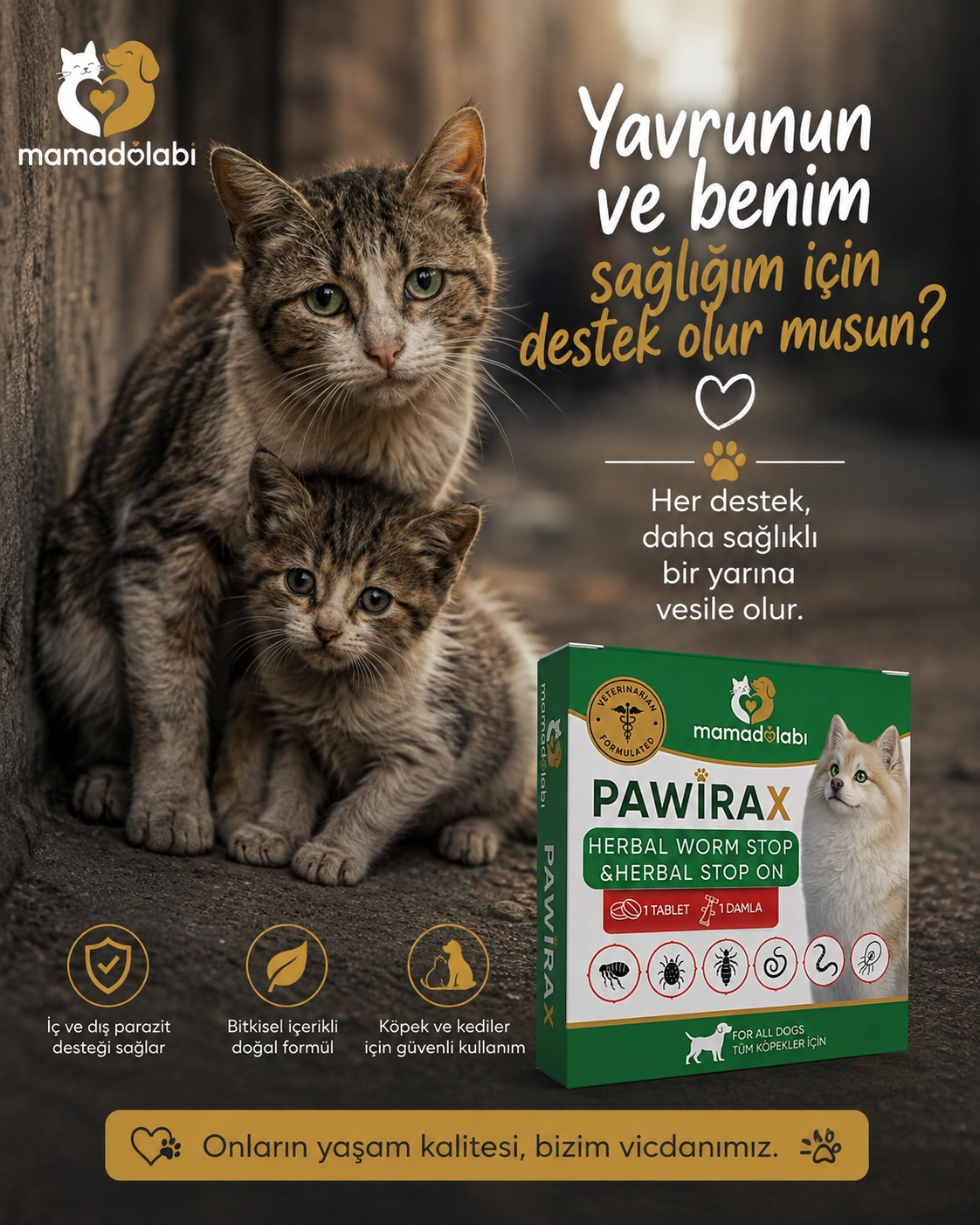 SOKAK KEDİLERİ İÇİN İÇ DIŞ PARAZİT